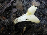 Helvella crispa image