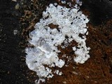 Ceratiomyxa fruticulosa var. fruticulosa image