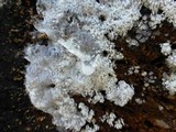 Ceratiomyxa fruticulosa var. fruticulosa image