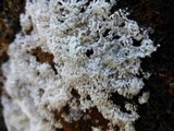 Ceratiomyxa fruticulosa var. fruticulosa image