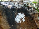 Ceratiomyxa fruticulosa var. fruticulosa image