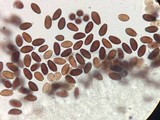 Panaeolus cinctulus image