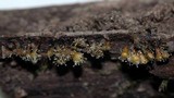 Polycephalomyces tomentosus image