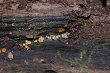 Polycephalomyces tomentosus image