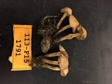 Marasmius oreades image