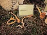 Clavariadelphus truncatus image