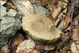 Boletus radicans image