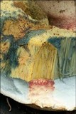 Boletus radicans image