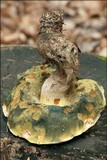 Boletus radicans image