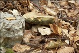 Boletus radicans image