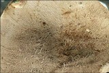 Boletus radicans image