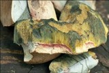 Boletus radicans image