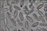 Boletus radicans image
