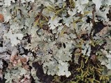 Xanthoparmelia subramigera image