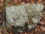 Xanthoparmelia subramigera image
