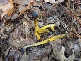 Tolypocladium capitatum image