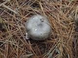 Tricholoma griseoviolaceum image