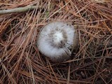 Tricholoma griseoviolaceum image