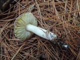 Tricholoma griseoviolaceum image