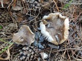 Tricholoma terreum image
