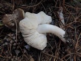 Tricholoma terreum image