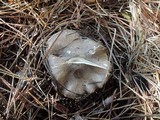 Tricholoma terreum image