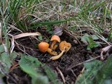 Hygrocybe psittacina var. perplexa image