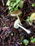 Melanoleuca evenosa image