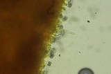Melanoleuca evenosa image