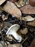 Clitopilus prunulus image
