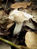 Inocybe bongardii image