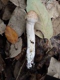 Inocybe bongardii image