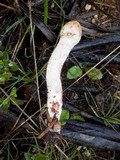 Inocybe bongardii image