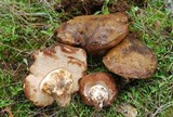 Tylopilus humilis image