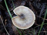 Rhodocollybia butyracea image