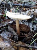 Rhodocollybia butyracea image
