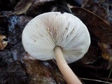 Rhodocollybia butyracea image