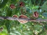 Xylobolus illudens image