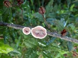 Xylobolus illudens image