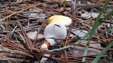 Ganoderma meredithiae image