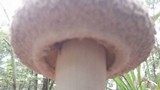 Boletellus ananas image