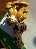 Gymnopilus validipes image