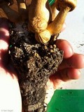 Gymnopilus validipes image