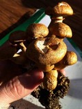 Gymnopilus validipes image