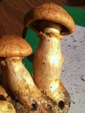 Gymnopilus validipes image