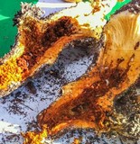 Gymnopilus validipes image