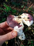 Russula cyanoxantha image