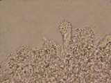 Mycena atroalboides image