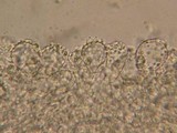 Mycena atroalboides image
