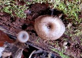 Arrhenia epichysium image